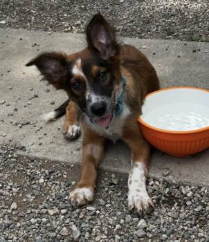Australian Shepherd and Australian Cattle Dog Blue Heeler Dogs Available for Adoption in Los Angeles, California - Gretel | PetCurious