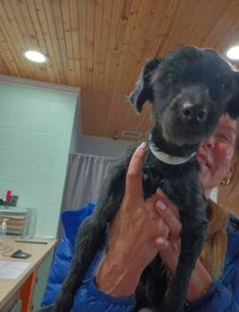 Mixed Breed Dogs Available for Adoption in Cincinnati, Ohio - Ringo | PetCurious