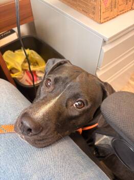 Ducky -  Boxer and Mixed Breed Dog for Adoption in Rensselaer, Indiana - Ducky | PetCurious