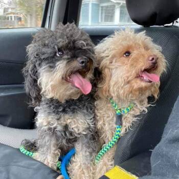 Rescue Poodle Dogs for Adoption in Wichita, Kansas - Phyllis | PetCurious