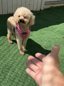 Poodle Dogs Available for Adoption in Waterloo, Illinois - Skittles | PetCurious