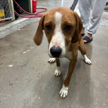 Fidget -  Mixed Breed Dog for Adoption in Corbin, Kentucky - Fidget | PetCurious