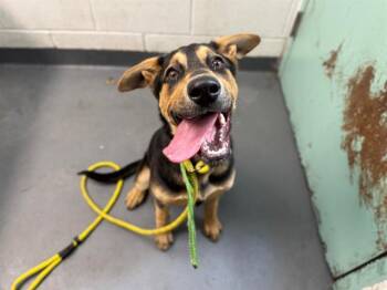 BROOKLYN -  German Shepherd Dog and Mixed Breed Dog for Adoption in Antioch, California - BROOKLYN | PetCurious