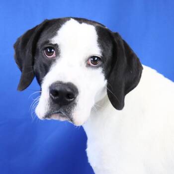 Evelyn - 080301U -  Hound and Mixed Breed Dog for Adoption in Tupelo, Mississippi - Evelyn - 080301U | PetCurious