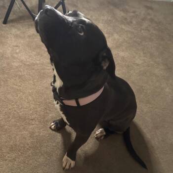 Kado -  Pit Bull Terrier and Black Labrador Retriever Dog for Adoption in Nashville, Tennessee - Kado | PetCurious