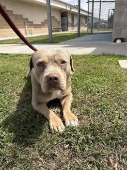 Pit Bull Terrier Dogs Available for Adoption - BONNIE | PetCurious