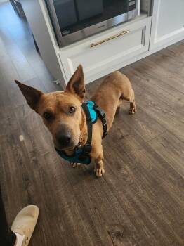 Pit Bull Terrier and Corgi Dogs Available for Adoption in Naperville, Illinois - Miranda | PetCurious