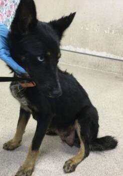 Siberian Husky and Mixed Breed Dogs Available for Adoption in Riverside, California - CHEMI | PetCurious