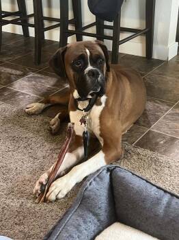 Rescue Boxer Dogs for Adoption in Woodinville, Washington - Big Jim | PetCurious