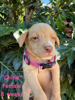 China -  Labrador Retriever Dog for Adoption in Ringwood, New Jersey - China | PetCurious