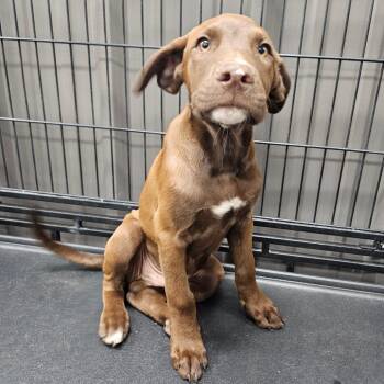 Chatterbox -  Chocolate Labrador Retriever and Mixed Breed Dog for Adoption in Midland, Texas - Chatterbox | PetCurious