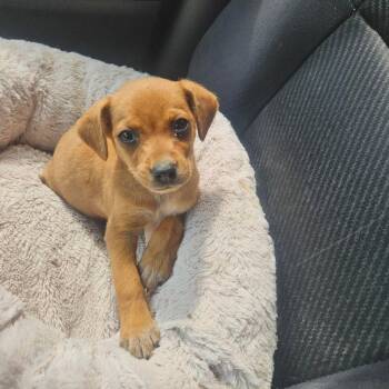 Emma -  Chihuahua Dog for Adoption in Paramus, New Jersey - Emma | PetCurious