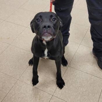 Rescue Boxer Dogs for Adoption in Muncie, Indiana - Lucy | PetCurious