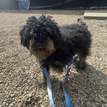 Mixed Breed Dogs Available for Adoption - Raisin | PetCurious