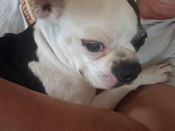 Boston Terrier Dogs Available for Adoption in Modesto, California - Dasiy | PetCurious