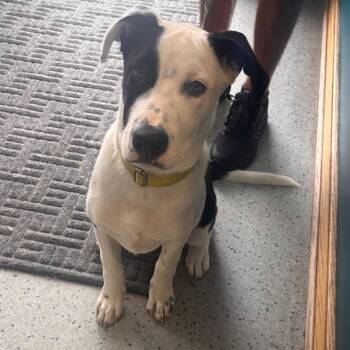 Amos -  Mixed Breed and Border Collie Dog for Adoption in Lenexa, Kansas - Amos | PetCurious