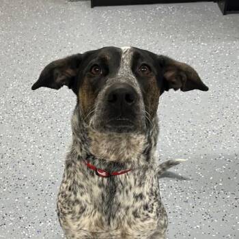 Mixed Breed Dogs Available for Adoption - Dizzy | PetCurious