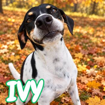 Ivy -  Mixed Breed Dog for Adoption in Mississauga, Ontario - Ivy | PetCurious