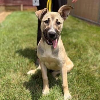 Bailey -  German Shepherd Dog Dog for Adoption in East Hanover, New Jersey - Bailey | PetCurious