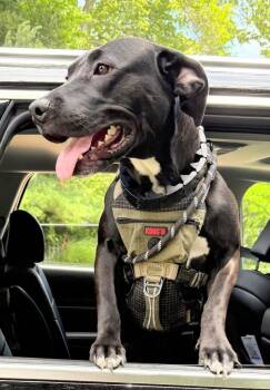 Poppy -  Pit Bull Terrier and Labrador Retriever Dog for Adoption in Caldwell, New Jersey - Poppy | PetCurious