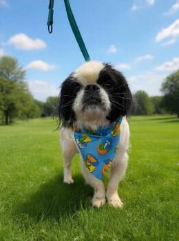 Mickey -  Japanese Chin Dog for Adoption in Middletown, Connecticut - Mickey | PetCurious