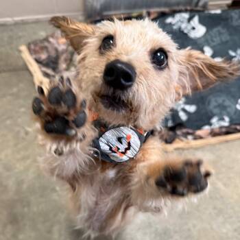 Earl -  Terrier Dog for Adoption in Muncie, Indiana - Earl | PetCurious