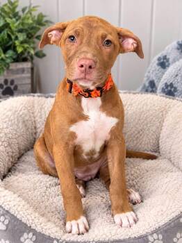 Cola -  Mixed Breed Dog for Adoption in Lutz, Florida - Cola | PetCurious