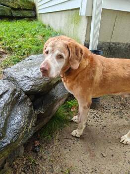 Rufus -  Labrador Retriever and Mixed Breed Dog for Adoption in Worcester, Massachusetts - Rufus | PetCurious
