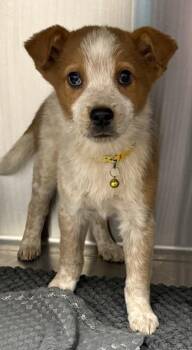 Fox Terrier and Mixed Breed Dogs Available for Adoption - Ariel | PetCurious
