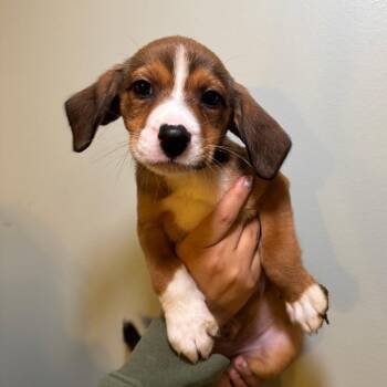 Mixed Breed Dogs Available for Adoption in Saint Charles, Missouri - Ross | PetCurious