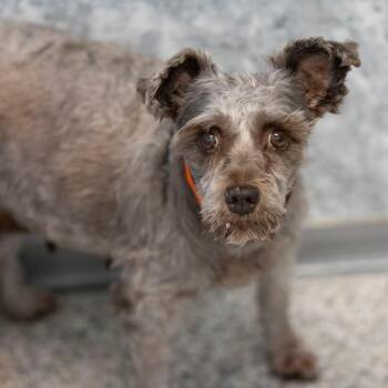 Courtney (JN26-58) -  Miniature Schnauzer Dog for Adoption in Peyton, Colorado - Courtney (JN26-58) | PetCurious