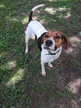 Jelly Roll - Sweet Boy -  Treeing Walker Coonhound Dog for Adoption in North Bay, Ontario - Jelly Roll - Sweet Boy | PetCurious