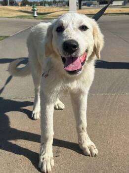 Pria -  Great Pyrenees Dog for Adoption in Evergreen, Colorado - Pria | PetCurious