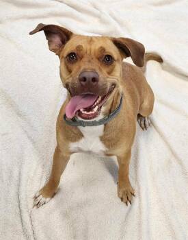 GEMMA -  Labrador Retriever and Mixed Breed Dog for Adoption in Brunswick, Georgia - GEMMA | PetCurious