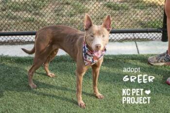Greer -  Australian Kelpie and Mixed Breed Dog for Adoption in Kansas City, Missouri - Greer | PetCurious