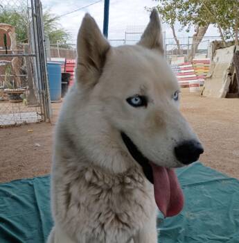 Siberian Husky Dogs Available for Adoption - Daddio | PetCurious
