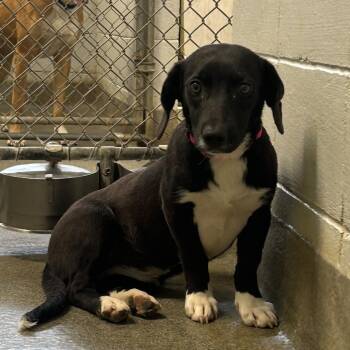 Izzie -  Basset Hound and Mixed Breed Dog for Adoption in Huntsville, Alabama - Izzie | PetCurious