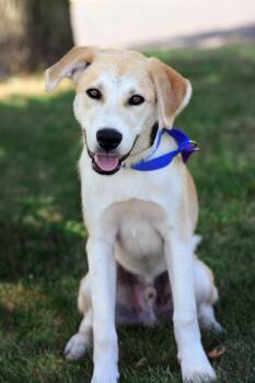 Buddy -  Labrador Retriever and Great Pyrenees Dog for Adoption in Monticello, Minnesota - Buddy | PetCurious
