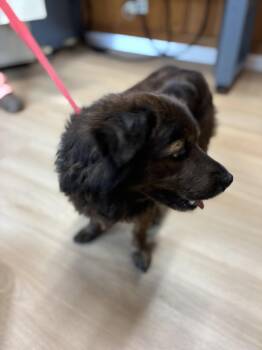 Roscoe -  Shepherd Dog for Adoption in Raleigh, North Carolina - Roscoe | PetCurious