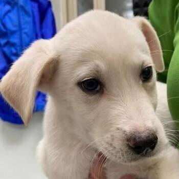 Rescue Labrador Retriever and Husky Dogs for Adoption in Driggs, Idaho - Rudolph | PetCurious