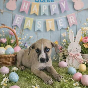 Labrador Retriever Dogs Available for Adoption - Doree | PetCurious