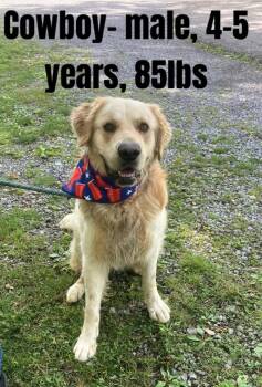 Cowboy -  Golden Retriever Dog for Adoption in Christiansburg, Virginia - Cowboy | PetCurious
