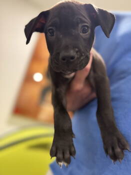 Rescue Labrador Retriever Dogs for Adoption in The Woodlands, Texas - Julia | PetCurious