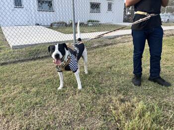 Rescue Mixed Breed and Pit Bull Terrier Dogs for Adoption in Harlingen, Texas - Rigo | PetCurious