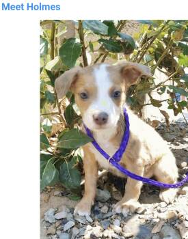 Holmes -  Pit Bull Terrier Dog for Adoption in Salt Lake City, Utah - Holmes | PetCurious