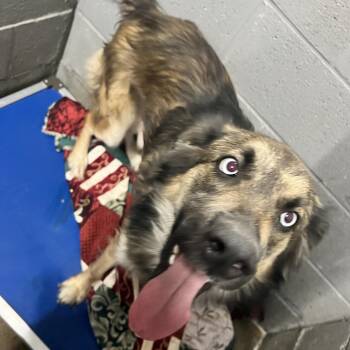 Granola -  Shepherd Dog for Adoption in Corbin, Kentucky - Granola | PetCurious
