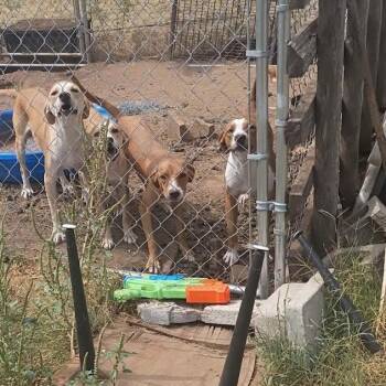 Colossus -  Mixed Breed Dog for Adoption in Kingman, Kansas - Colossus | PetCurious
