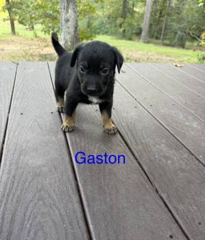 Gaston -  Australian Cattle Dog Blue Heeler and Labrador Retriever Dog for Adoption in The Woodlands, Texas - Gaston | PetCurious