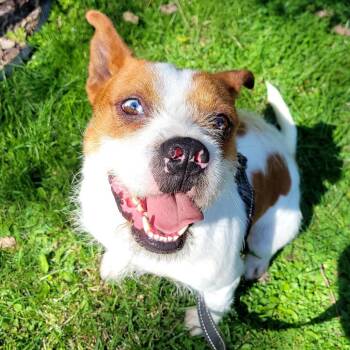 Jack Russell Terrier and Mixed Breed Dogs Available for Adoption in Minnetonka, Minnesota - Chuck D69331 | PetCurious