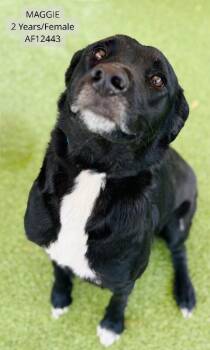 Chesapeake Bay Retriever Dogs Available for Adoption - Maggie | PetCurious